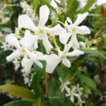 Trachelospermum jasminoides falso gelsomino - immagine 2