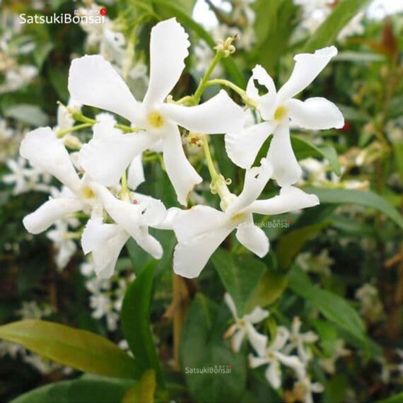 Trachelospermum jasminoides - immagine 2