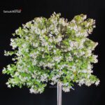 Trachelospermum jasminoides falso gelsomino - immagine 3