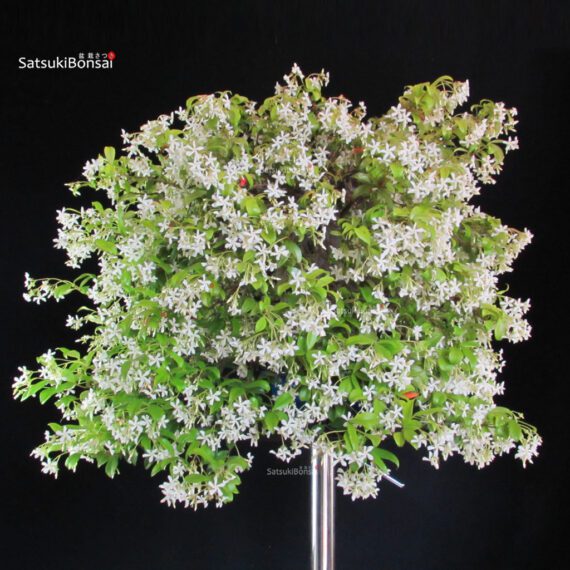 Trachelospermum jasminoides falso gelsomino - immagine 3