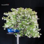 Trachelospermum jasminoides falso gelsomino - immagine 5