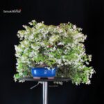 Trachelospermum jasminoides falso gelsomino - immagine 4