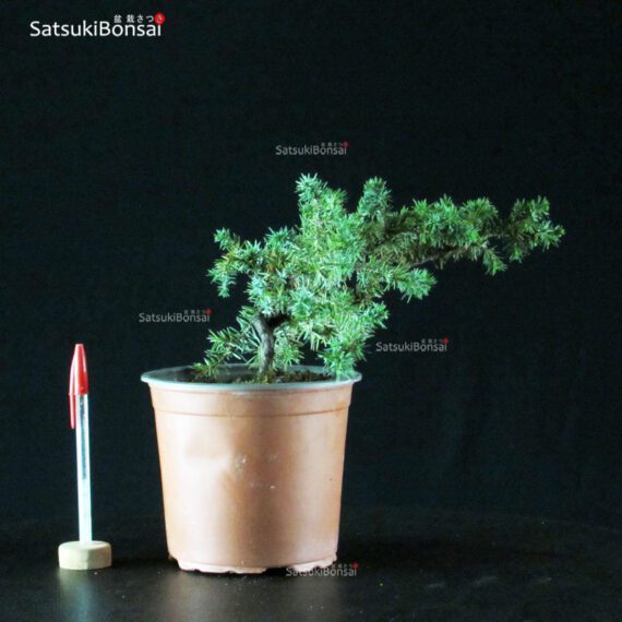 Juniperus Rigida var. Yatsubusa- Tosho - immagine 1