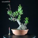 Arbutus Unedo - Corbezzolo