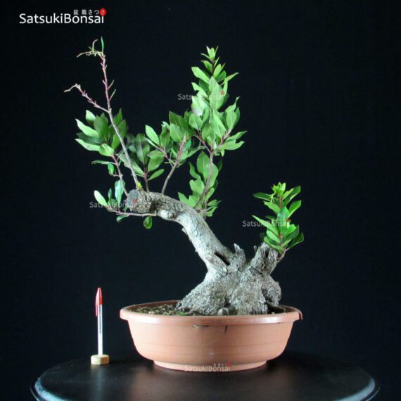 Arbutus Unedo - Corbezzolo - immagine 1