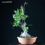 Arbutus Unedo - Corbezzolo - immagine 2