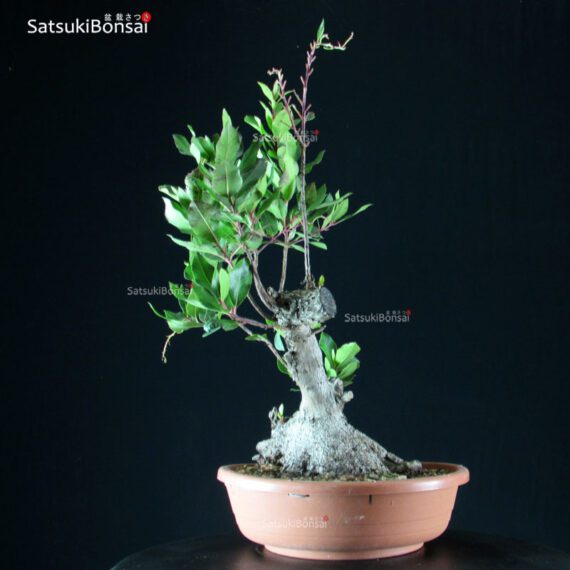 Arbutus Unedo - Corbezzolo - immagine 2