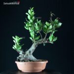 Arbutus Unedo - Corbezzolo - immagine 3