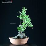 Arbutus Unedo - Corbezzolo - immagine 4