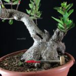 Arbutus Unedo - Corbezzolo - immagine 5