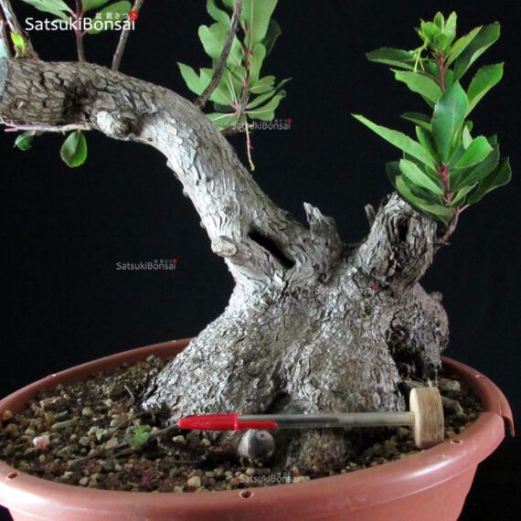 Arbutus Unedo - Corbezzolo - immagine 5