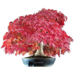 Bonsai