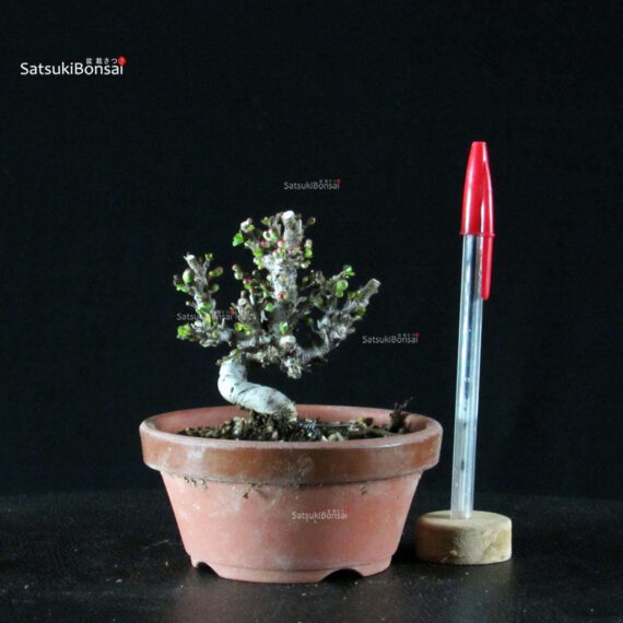 Chaenomeles Speciosa - Chojubai - immagine 4