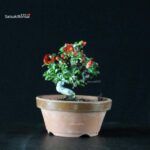 Chaenomeles Speciosa - Chojubai