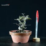 Chaenomeles Speciosa - Chojubai - immagine 4