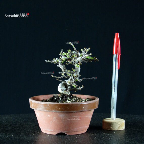 Chaenomeles Speciosa - Chojubai - immagine 4