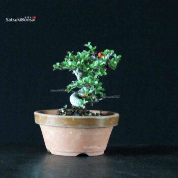 Chaenomeles Speciosa - Chojubai