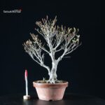 Enkianthus Perulatus - immagine 2