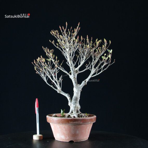 255185_1-Enkianthus-perulatus Enkianthus Perulatus - immagine 2