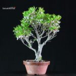 Enkianthus Perulatus