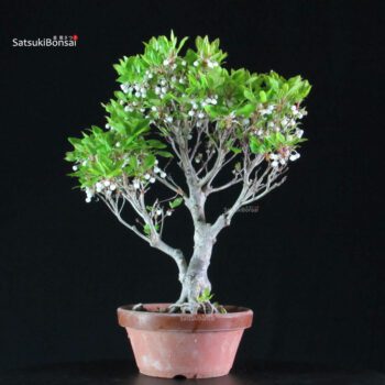 Enkianthus Perulatus