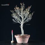 Enkianthus Perulatus - immagine 2