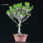 Enkianthus Perulatus