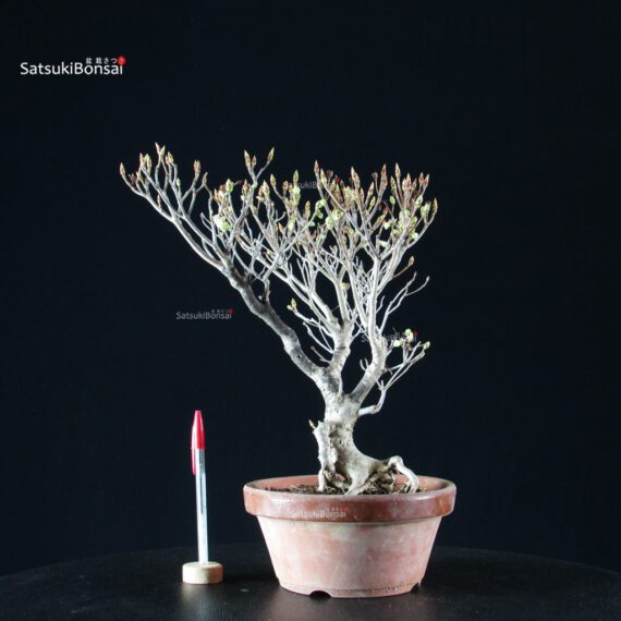 Enkianthus Perulatus - immagine 2