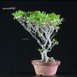 Enkianthus Perulatus