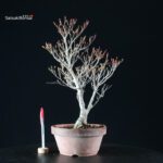 Enkianthus Perulatus - immagine 2