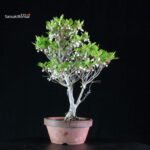 Enkianthus Perulatus