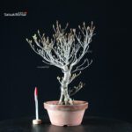 Enkianthus Perulatus - immagine 2