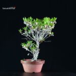 Enkianthus Perulatus