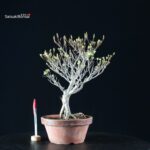 Enkianthus Perulatus - immagine 2