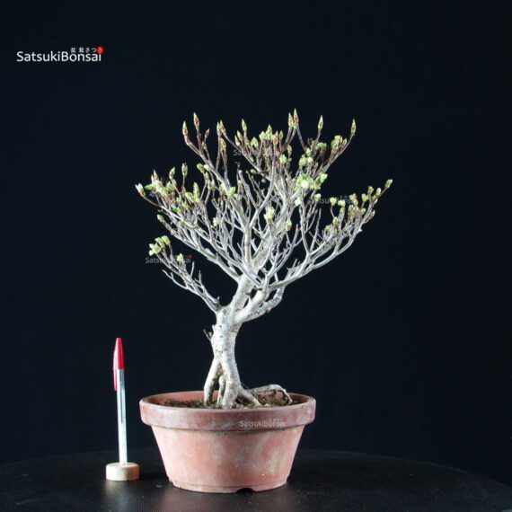 Enkianthus Perulatus - immagine 2