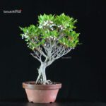 Enkianthus Perulatus