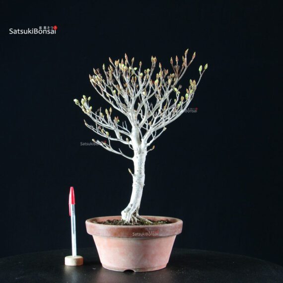 Enkianthus Perulatus - immagine 2