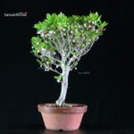 Enkianthus Perulatus