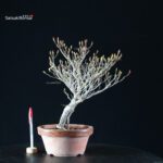 Enkianthus Perulatus - immagine 2