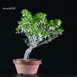 Enkianthus Perulatus