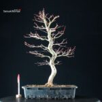 Acero Palmato Yamamomiji - immagine 5