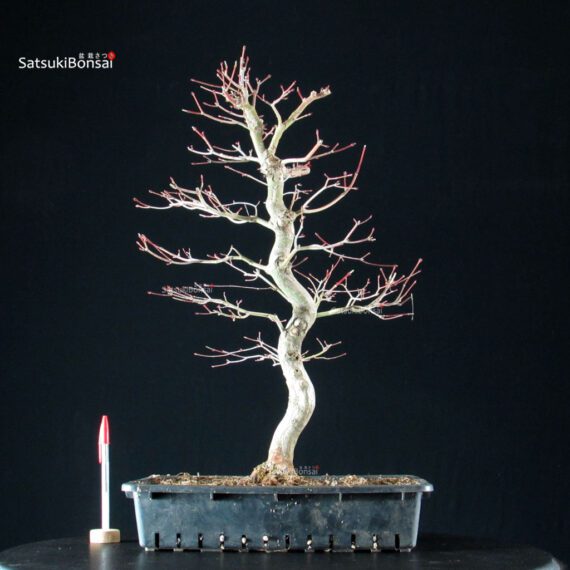 Acero Palmato Yamamomiji - immagine 5