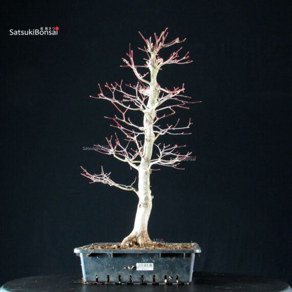 Acero Palmato Yamamomiji - immagine 6