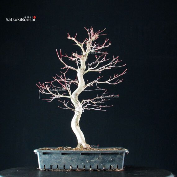 Acero Palmato Yamamomiji - immagine 7