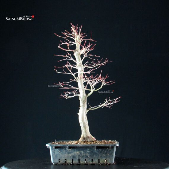 Acero Palmato Yamamomiji - immagine 8