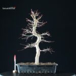 Acero Palmato Yamamomiji - immagine 5