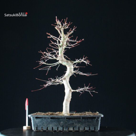 Acero Palmato Yamamomiji - immagine 5