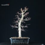 Acero Palmato Yamamomiji - immagine 6