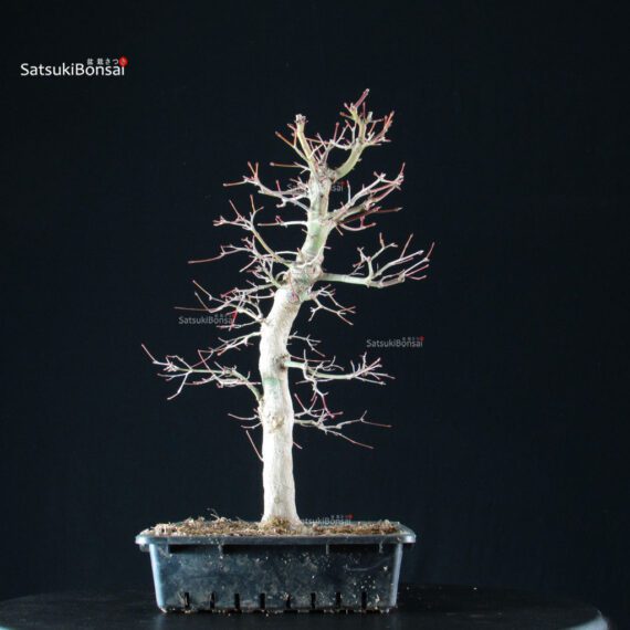 Acero Palmato Yamamomiji - immagine 6