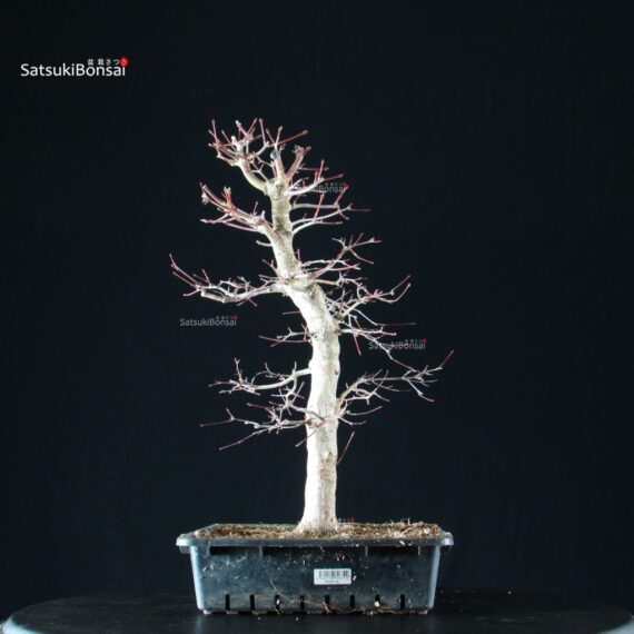 Acero Palmato Yamamomiji - immagine 7